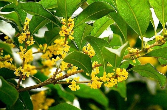 차 Osmanthus 홍차를 위한 자연적인 유기 잎 건강한 보충